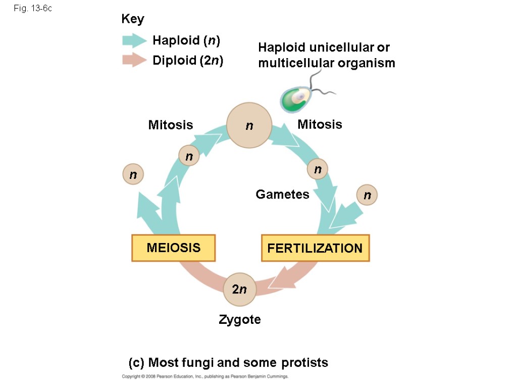 Fig. 13-6c Key Haploid (n) Diploid (2n) Mitosis Mitosis Gametes Zygote Haploid unicellular or